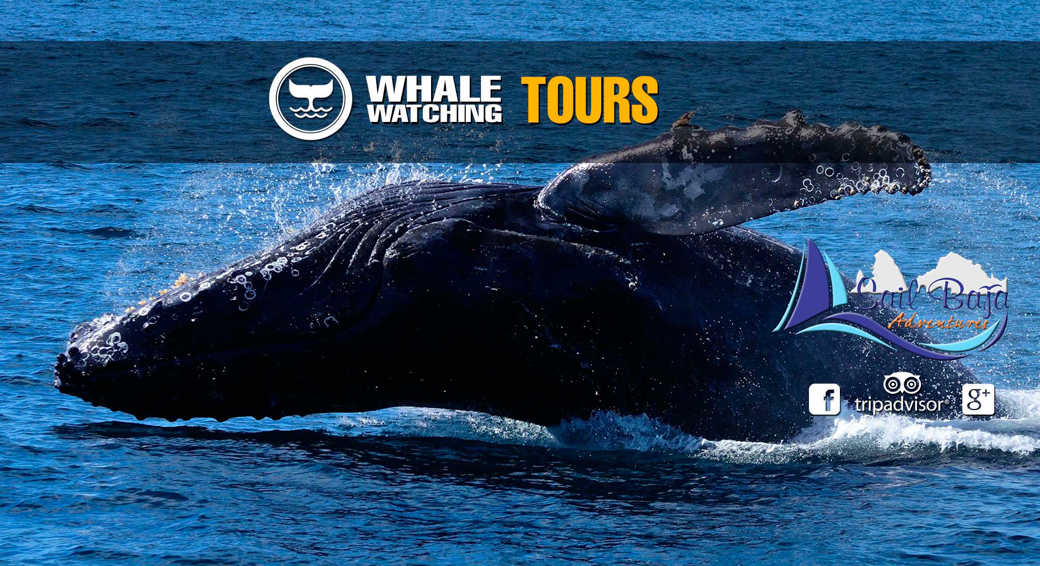 Whale Watching Tours in Cabo San Lucas, Los Cabos, Mexico