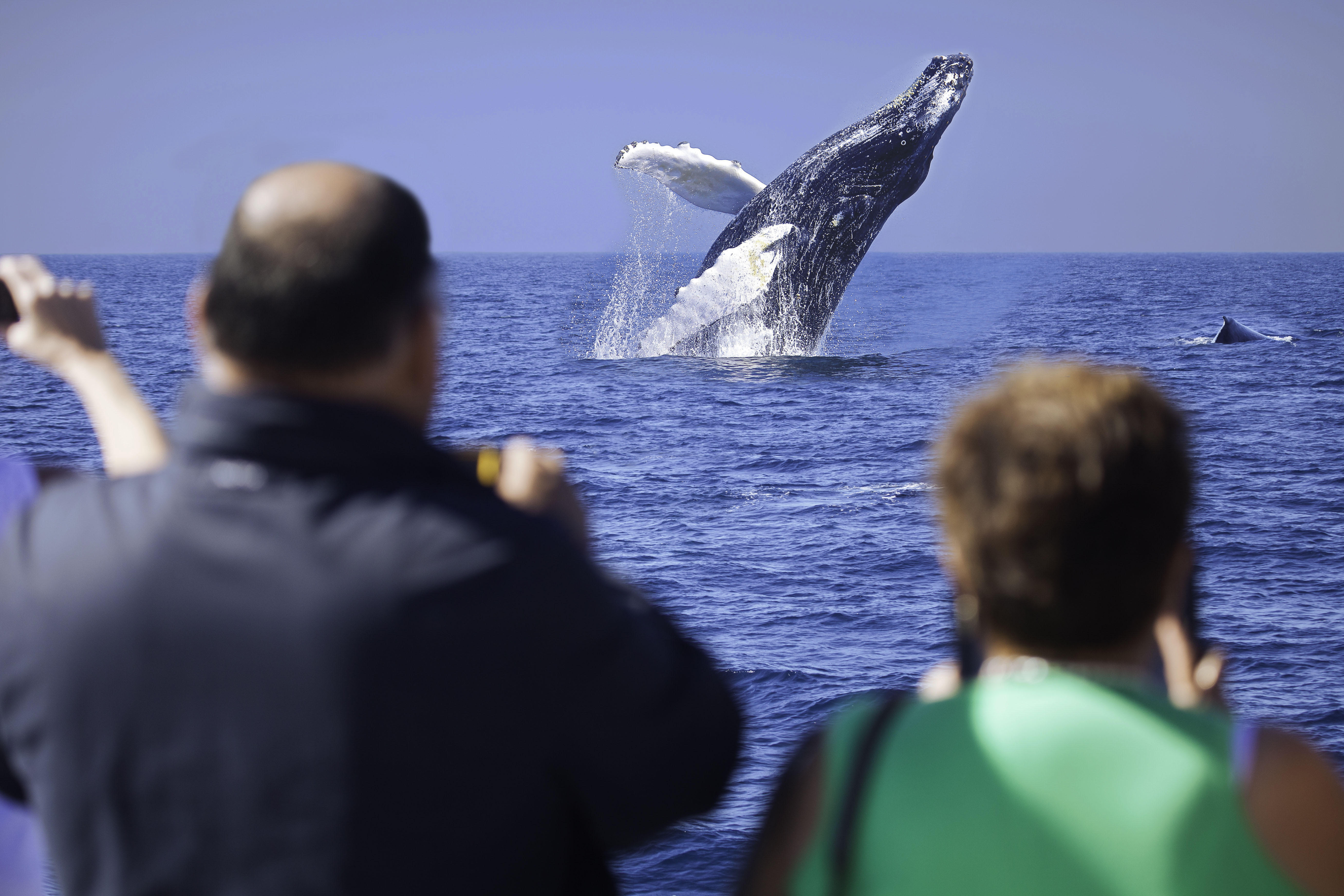 whale watching tours mexico